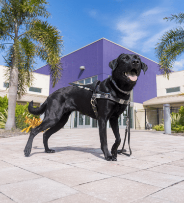 A Black Lab wearing a guide dog harness stands boldly in front of a Dogs Inc campus building.