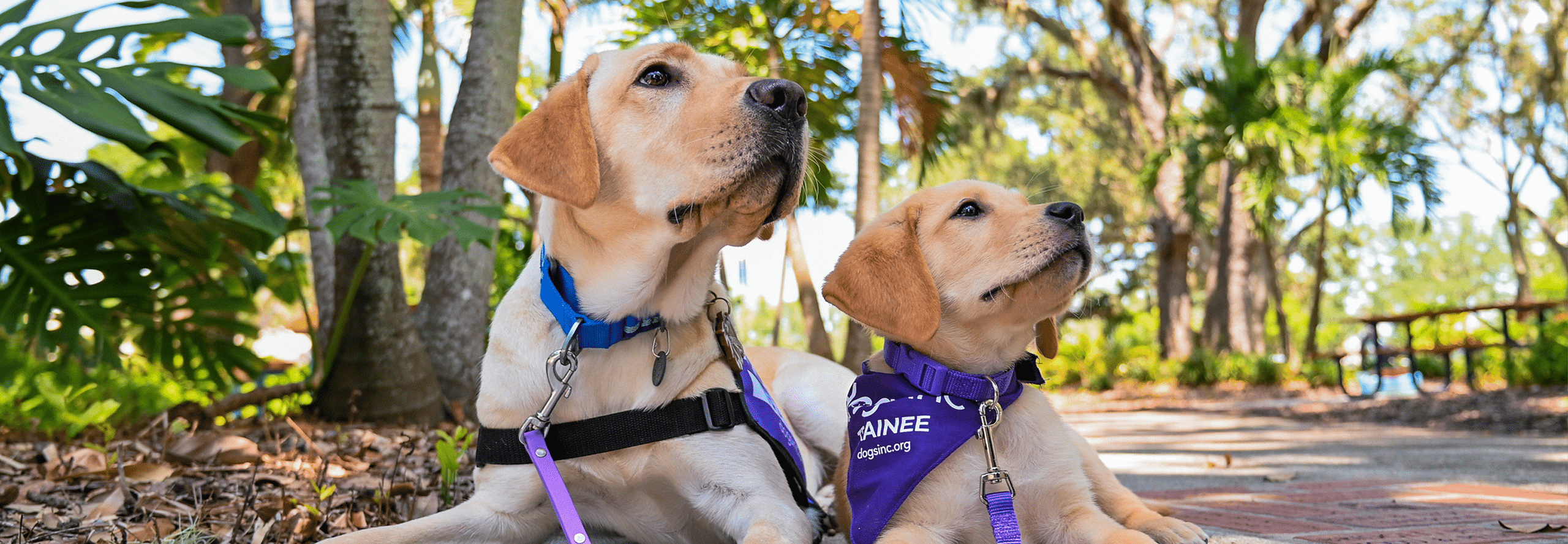 Two Labrador Retrievers, one adult and one puppy, lie on the sidewalk at a sunny park setting, both looking off into the distance.