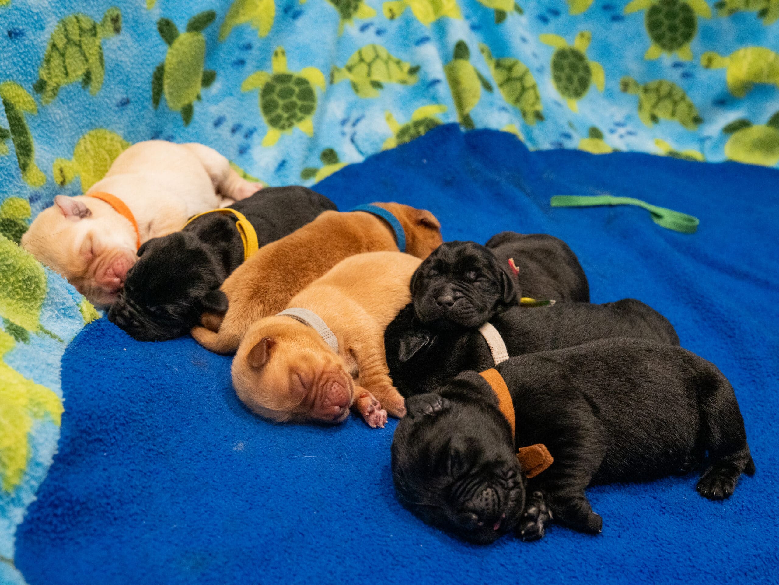 Early Neurological Stimulation in Puppies: Why the First Weeks Matter