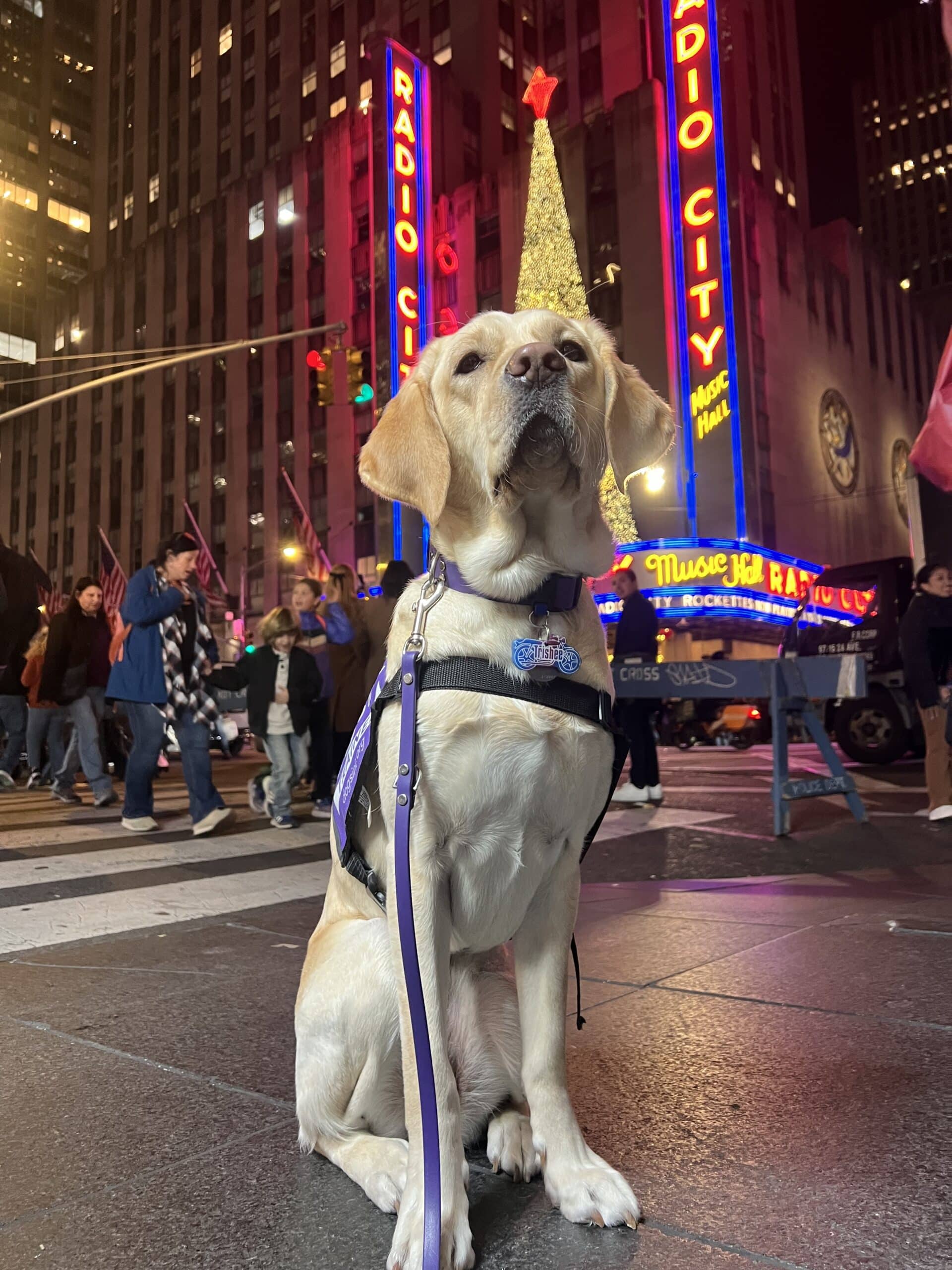 What Makes a Dog “Right” for Service Work? Inside the Selection Process