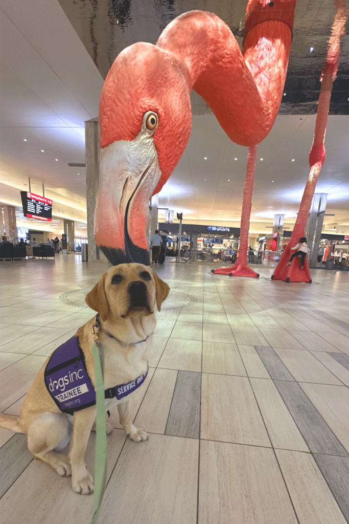 How Service Dogs Are Trained for Airports, Restaurants, and Crowded Places