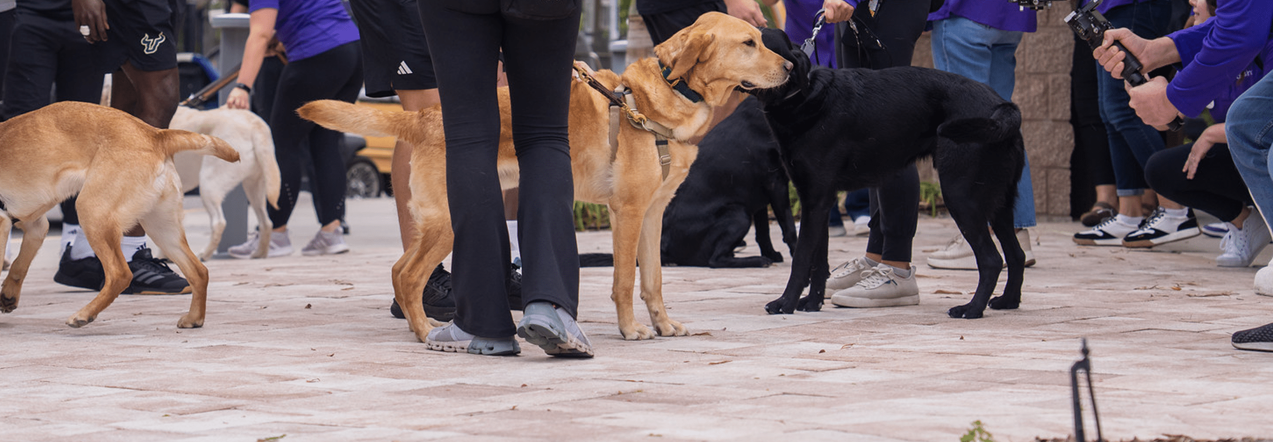 Labrador Retrievers are photographed outside of campus with Dogs Inc pack members by their side.