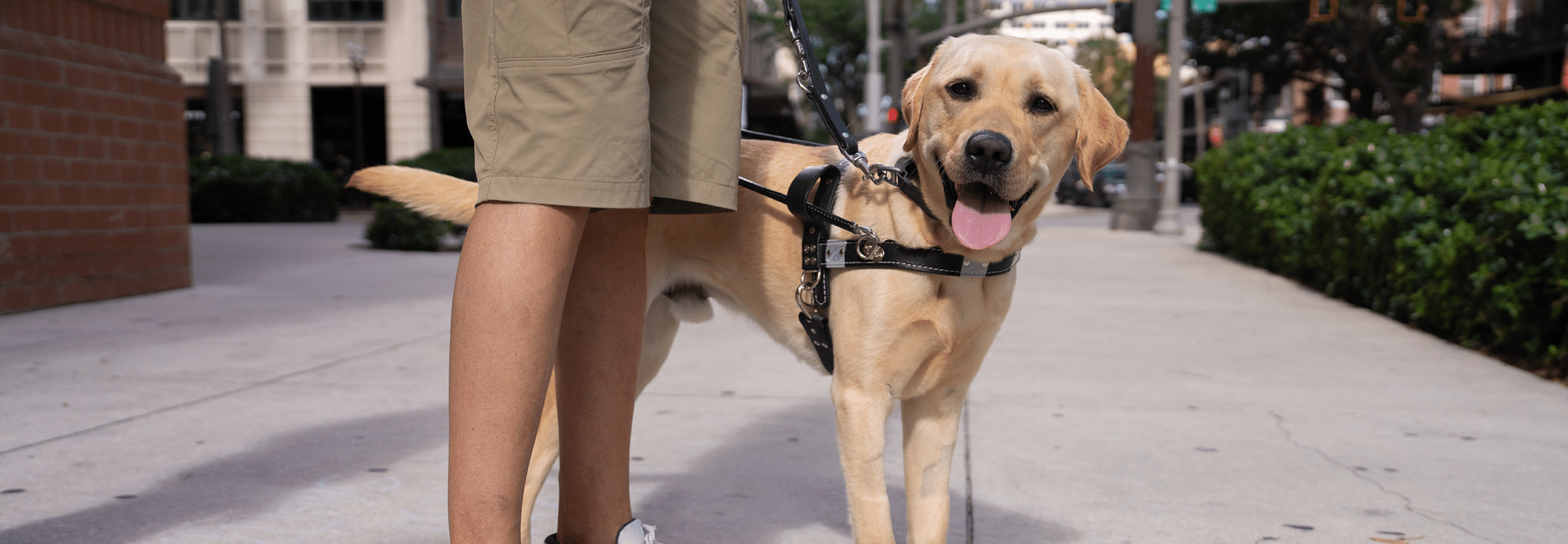 A Labrador Retriever joyously stands next to its guardian on a sunny city block.