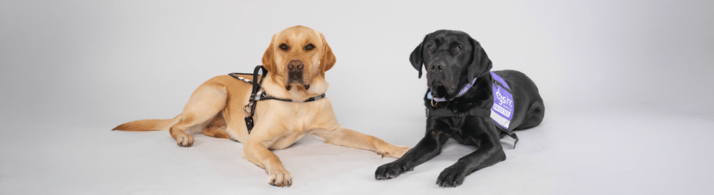 Header image of a Yellow Labrador service dog and Black Labrador service dog against a white backdrop.