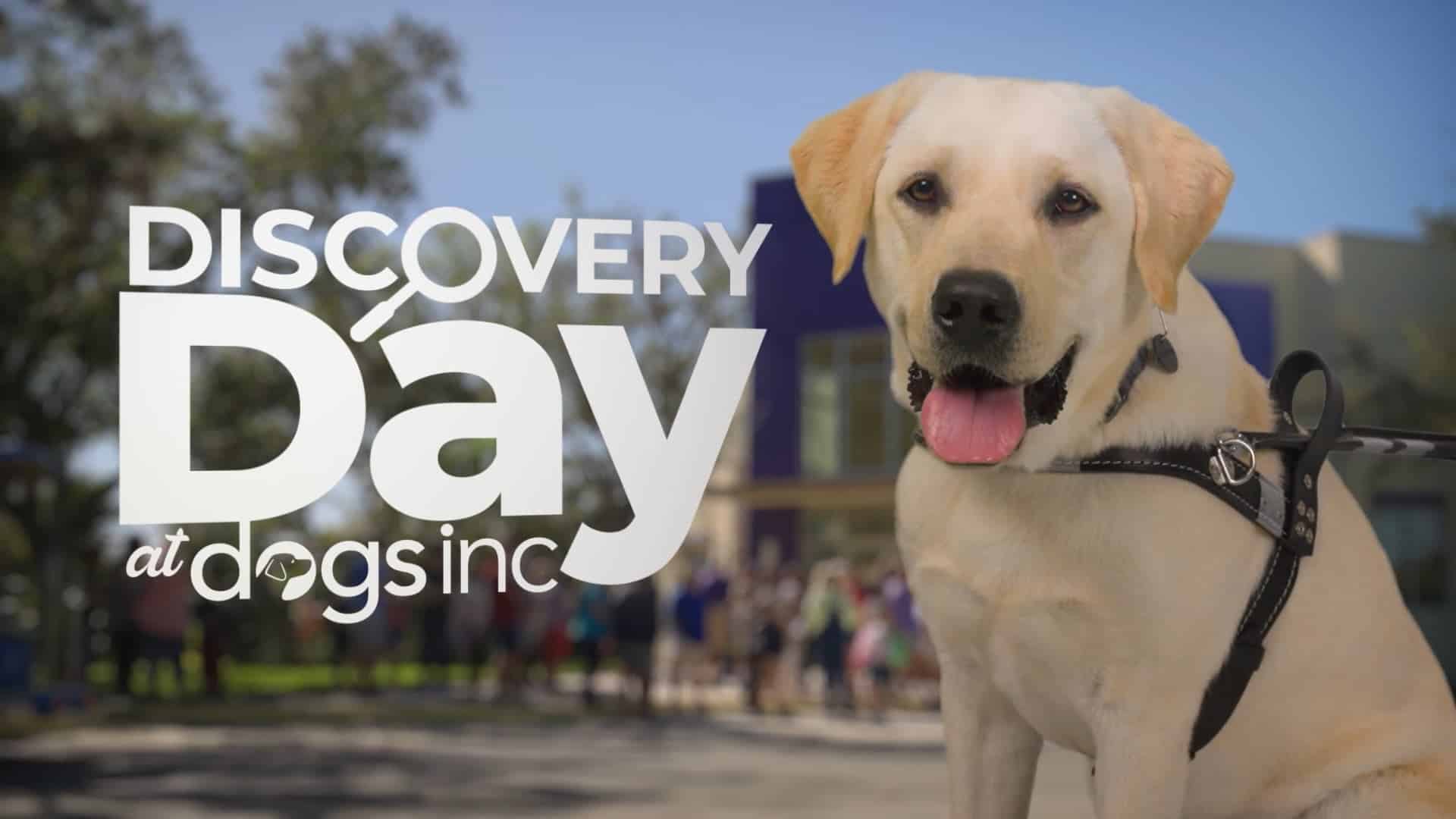 A Thumbnail for the event "Discovery Day at Dogs Inc" featuring a yellow lab guide dog outside sitting outside the crowded Dogs Inc campus on a sunny day.