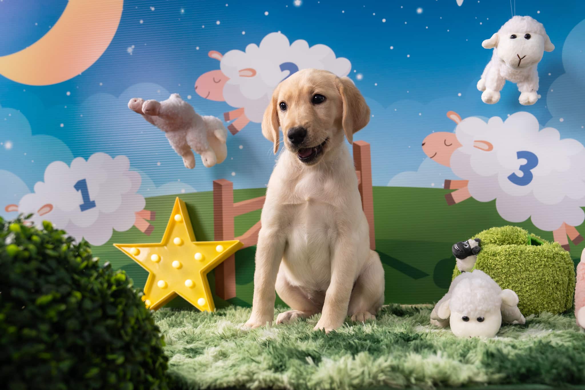 A happy yellow Labrador puppy named Twila sitting on a set decorated as a farm during twilight with sheep jumping over a fence in the background.