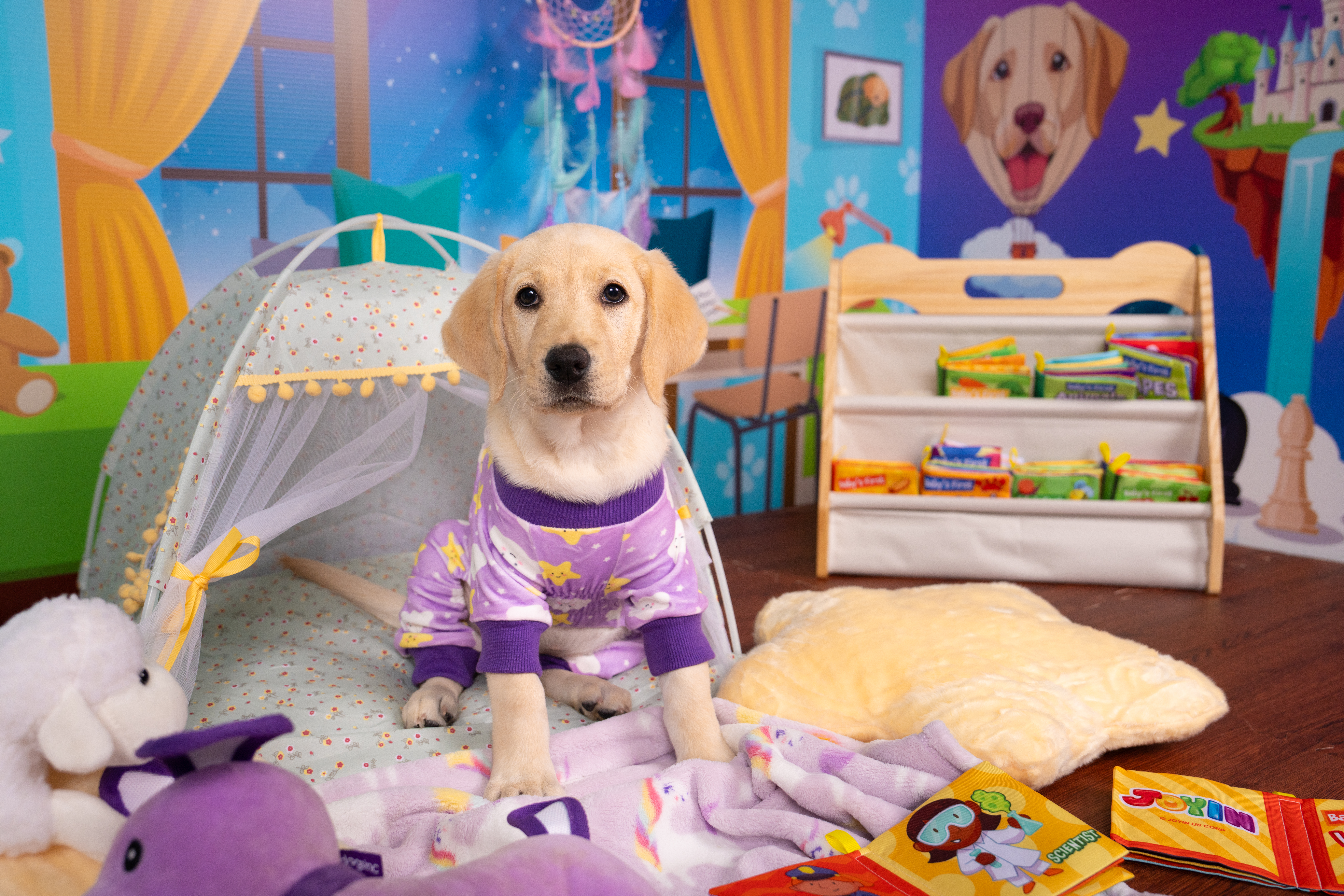 A yellow Labrador puppy in pajamas named Twila sitting on a set decorated as a bedroom complete with a tent, pillows, plushies, and a bookshelf of a storybooks for puppies.