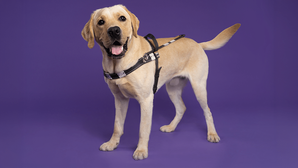A Yellow Lab guide dog named Charlie poses against a purple backdrop.